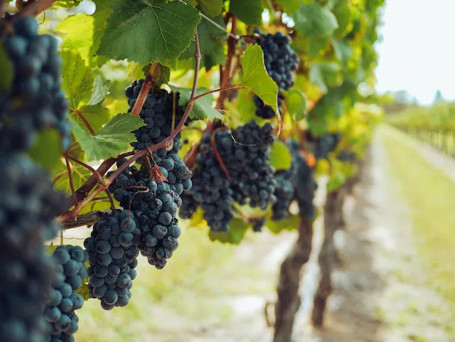 Vignes du domaine